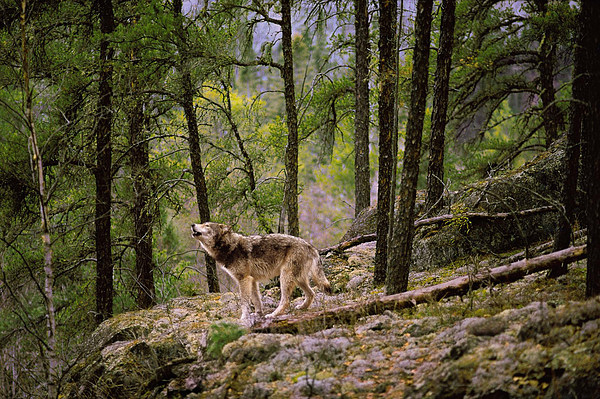 med_26-Beobachtungsposten.jpg (600 x 399)